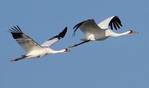 White Crane Certification Course